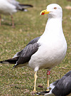 adult LBBG Dutch intergrade in September, ringed in the Netherlands. (85708 bytes)